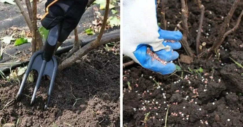 Что делать со смородиной после зимы. Черная смородина прополка. рыхление смородины. смородина после зимы. подкормка смородины весной.