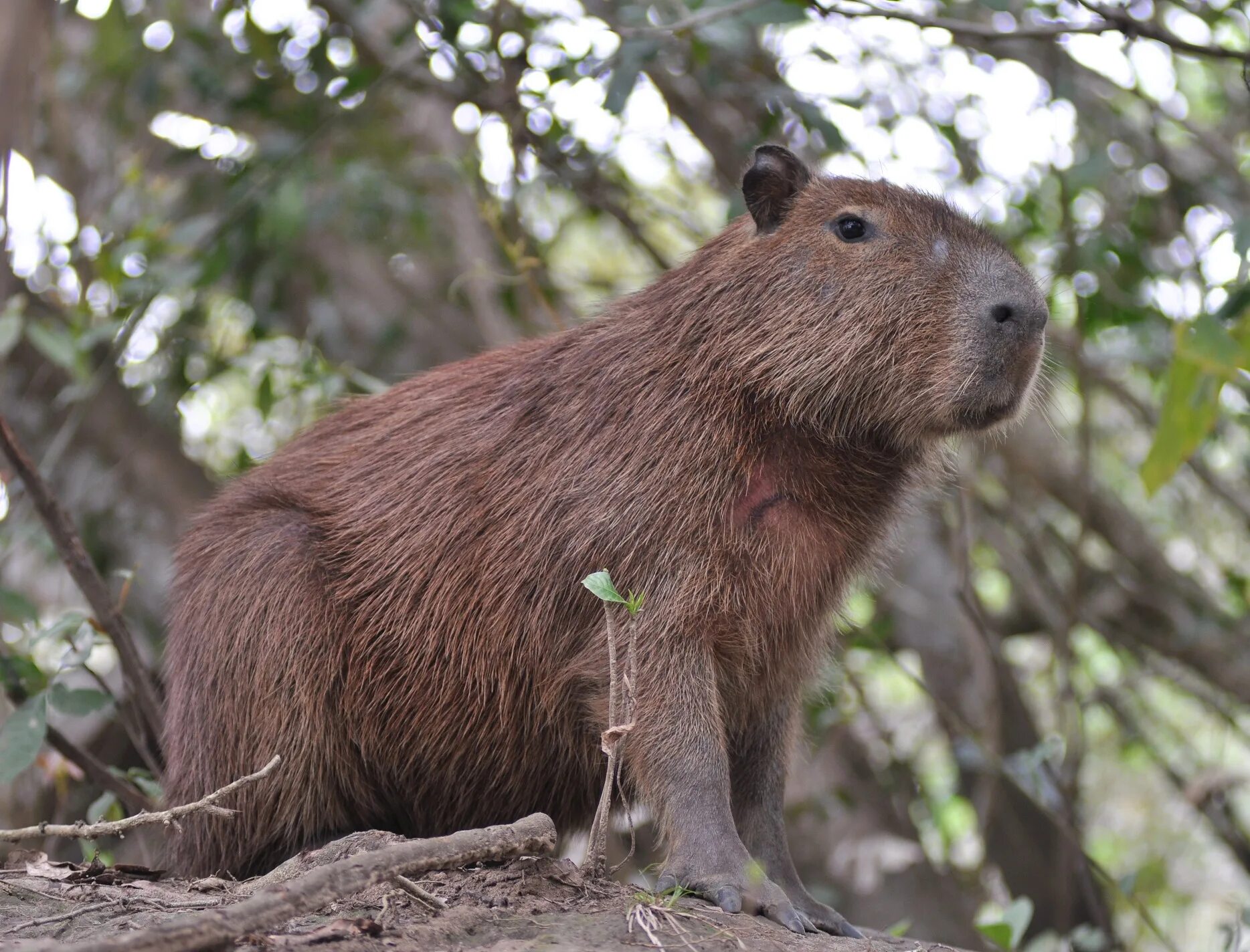 гигантский муравьед южной америки. животные обитающие в америке. гигантский муравьед. животные обитающие в южной. животные обитающие в южной.