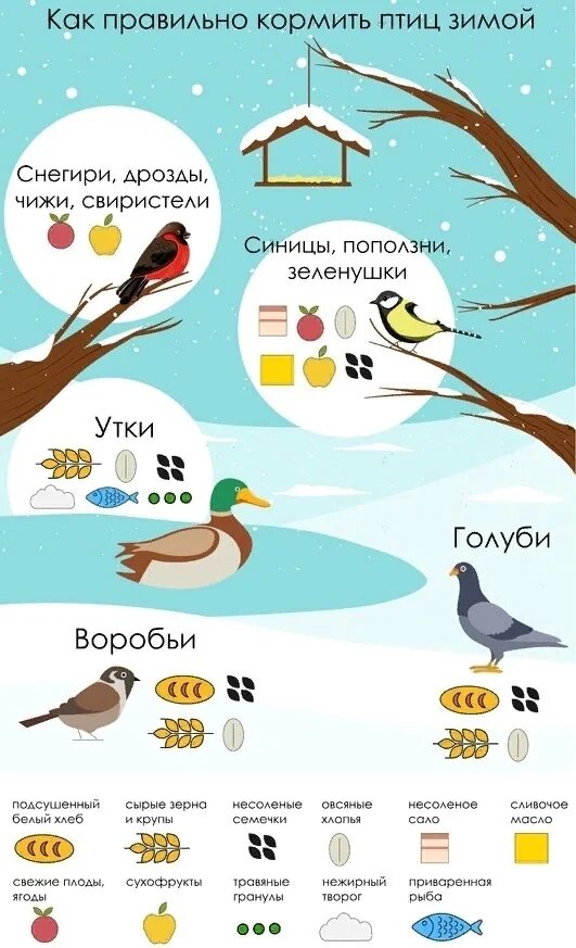 Корм для зимующих птиц таблица. Таблица кормления птиц зимой. Чем подкармливать птиц зимой. Чем кормить птиц зимой. Можно ли птицам крупу