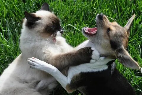 I two cats and a dog