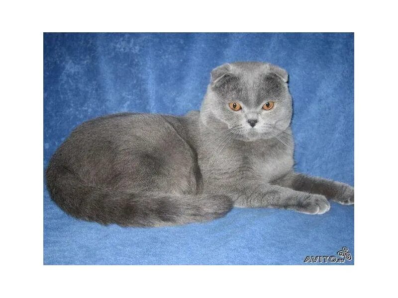 британец кот вислоухий мраморный. порода кошек шотландская вислоухая. шотландский скоттиш страйт. шотландская вислоухая скотишфолд. шотландская короткошёрстная кошка.