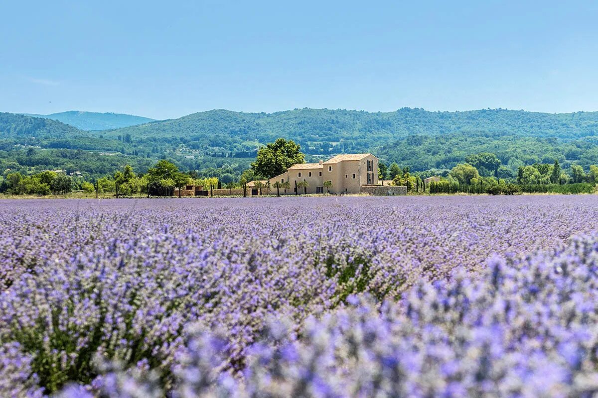 Лавандовые поля в провансе франция. Лавандовые поля. Прованские поля франция. Кухни кантри прованс. Прованс какой.