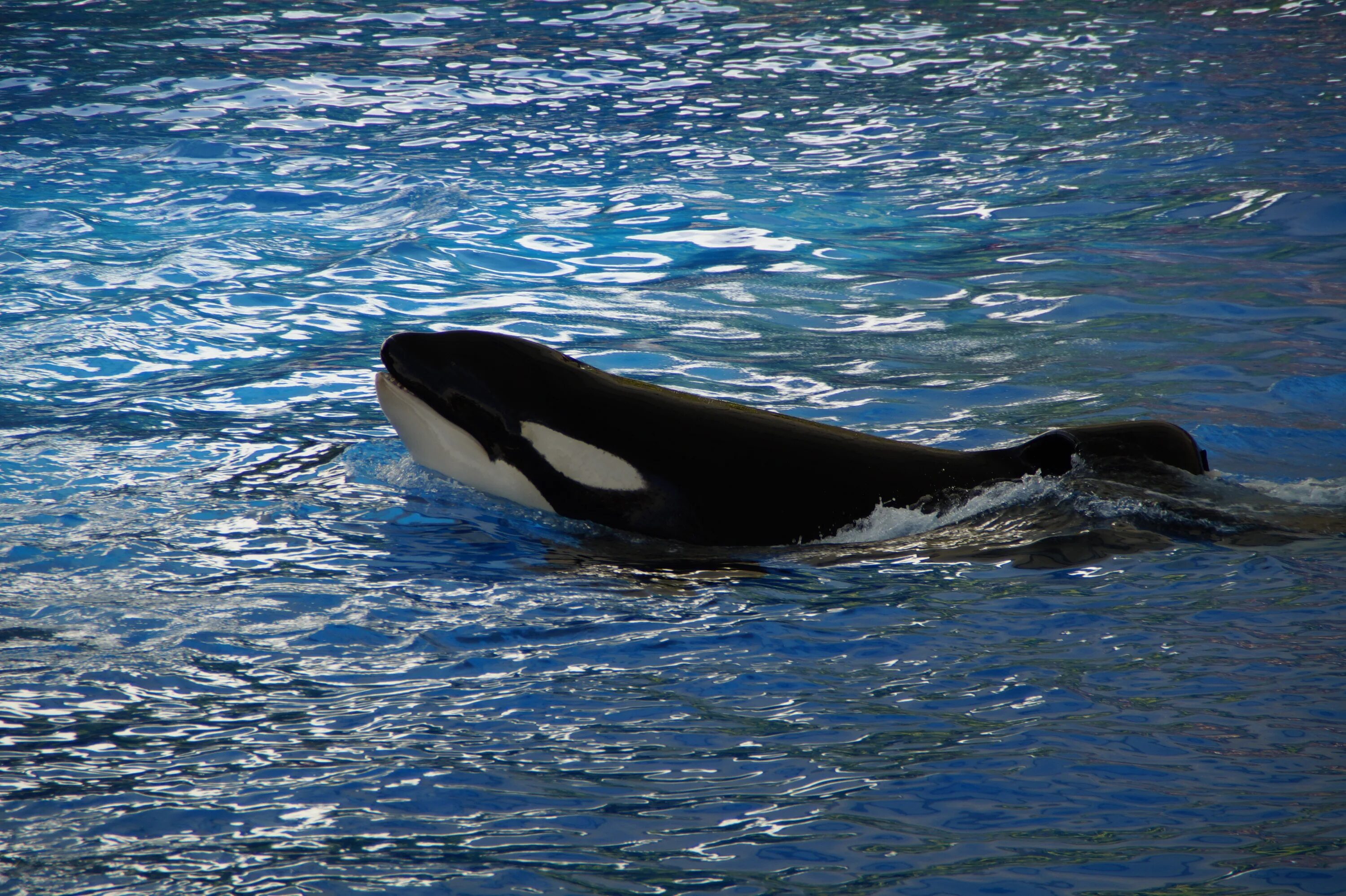 Где живут касатки. Кит-Касатка. Орка Касатка. Косатка Orcinus Orca. Orcinus Orca коса́тка Orca Killer Whale.