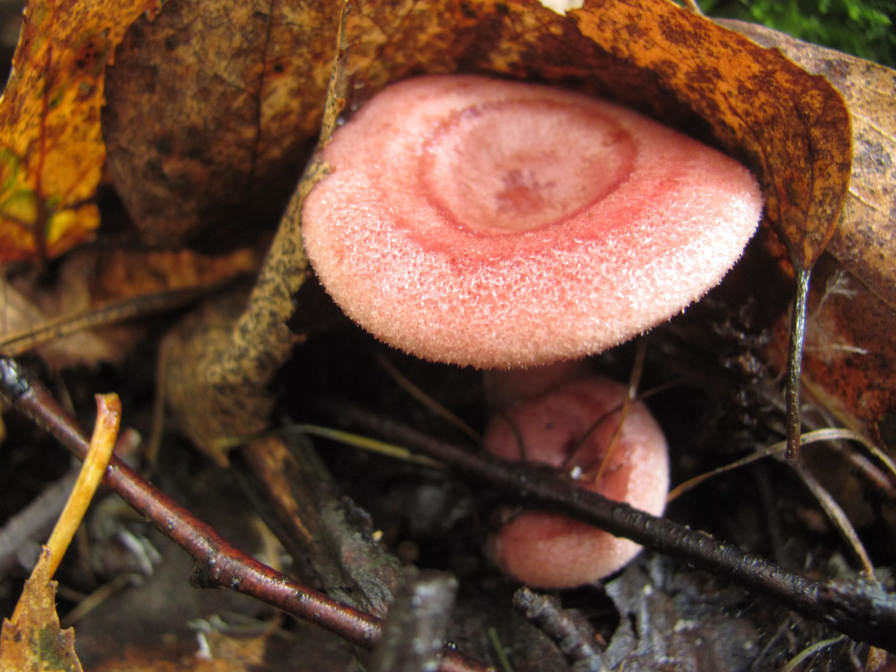 мицена розовая. гриб розового цвета. гриб розового цвета. Mycena rosea. сыроежка бугристая.