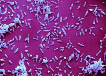 Инфекция вызванная haemophilus