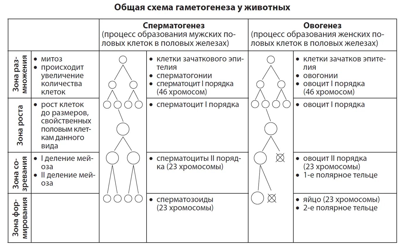 Стадии образования половых клеток таблица. Гаметогенез сперматогенез периоды. Овогенез схема ЕГЭ. Образование половых клеток гаметогенез таблица.