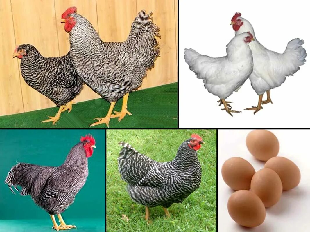 Доминант плимутрок. Цыплята плимутрок. Плимутрок порода кур яйца. Голубой плимутрок порода кур.
