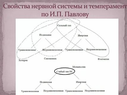 Свойства нервной системы как основа темперамента