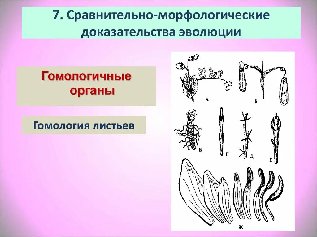 Группы изучения эволюции. Морфологические док ва эволюции. Сравнительно морфологические доказательства. Морфологические доказательства эволюции. Гомологичные органы доказательства эволюции.