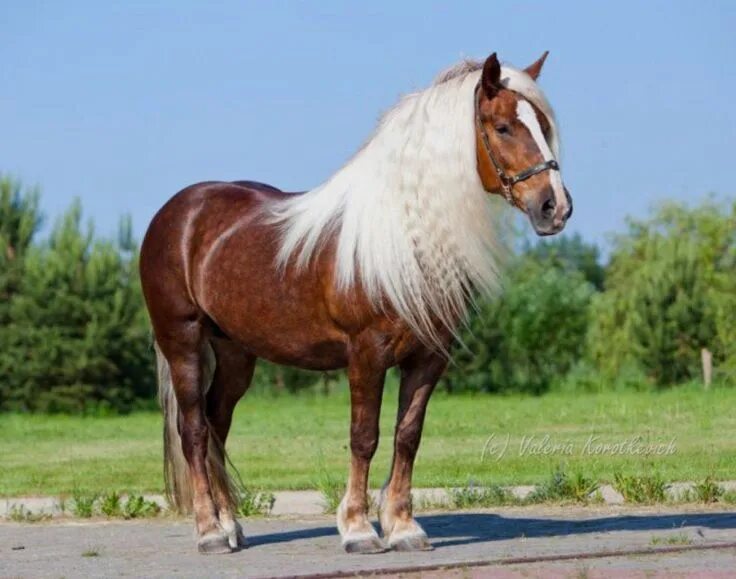 Russian horse. Владимирский тяжеловоз рыжий. Лошади породы русский тяжеловоз. Russian horse. Владимирский тяжеловоз порода.