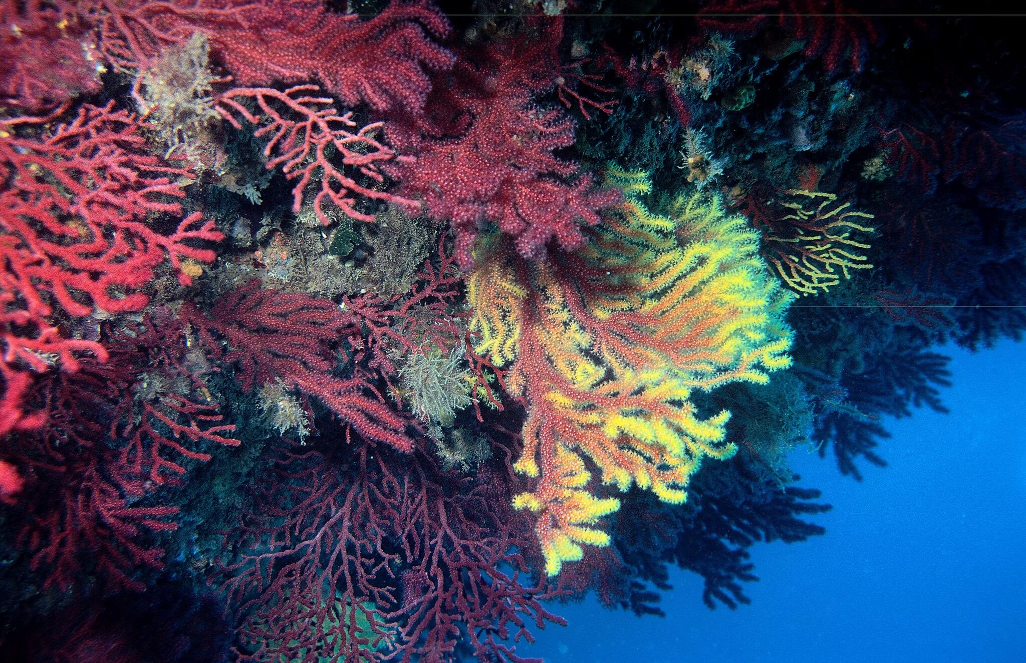 Коралловый риф протянувшийся вдоль восточной окраины материка. Риф коралловый 54546. Коралл Montastraea. Горгонария Блуберри. Горгонария коралл.