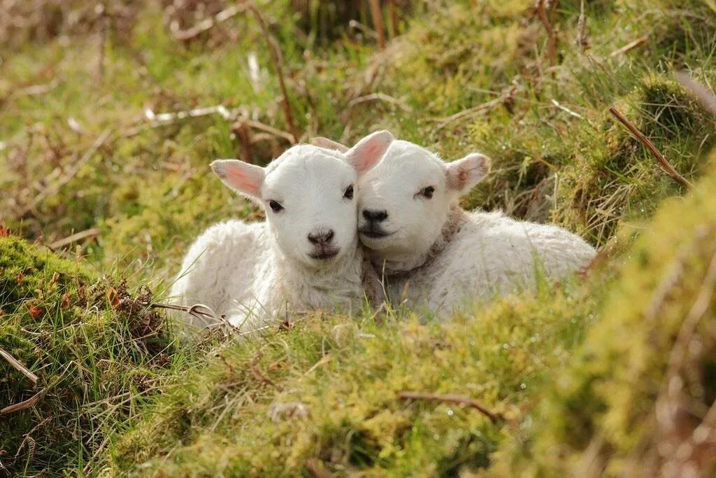 Красивая овца. Ягненок спит. Айвазовский отара овец. Спящие овечки. А он лежал среди ягнят.