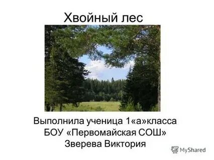 Хвойный лес сочинение