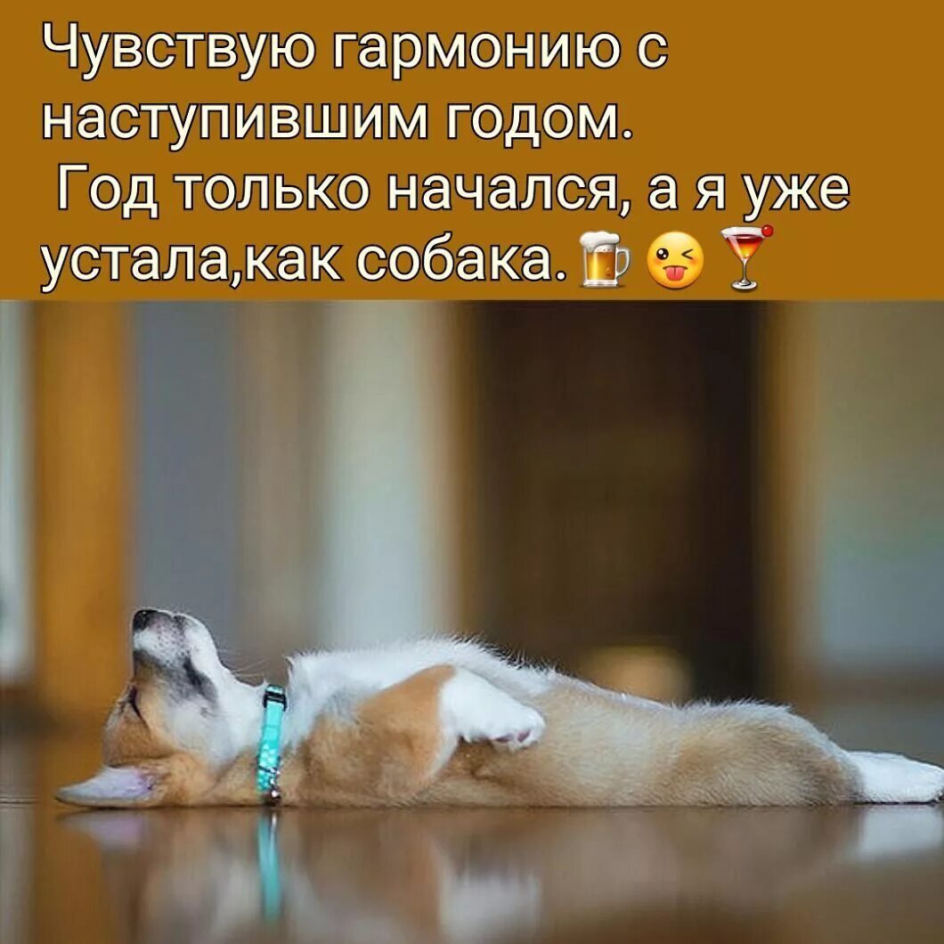 Под утро прихожу домой. Весёлые картинки для поднятия настроения. Позитивные фразы для поднятия настроения. Позитивные картинки для поднятия настроения. Высказывания про усталость смешные.