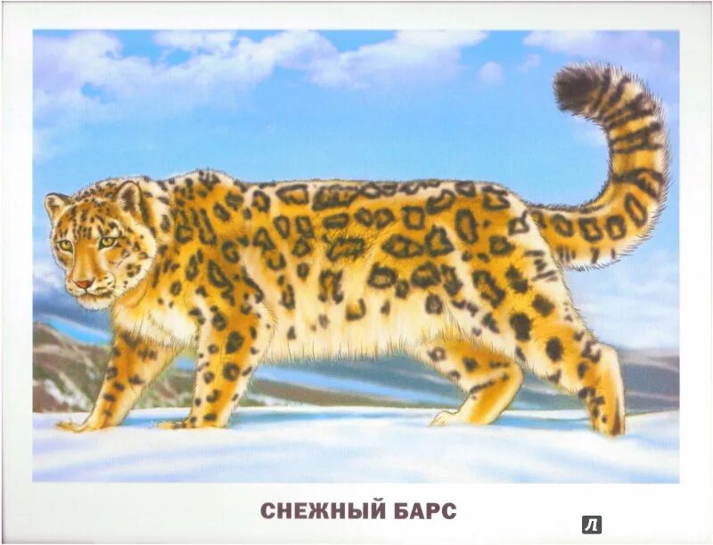 Изображение животных представляет собой