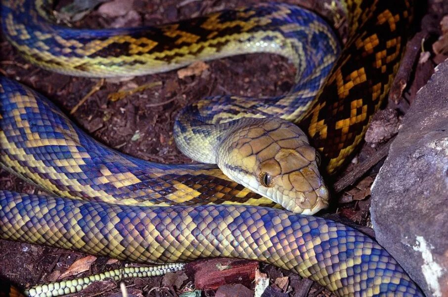Новогвинейский аметистовый питон. Аметистовый питон. Аметистовый питон. Новогвинейский аметистовый питон. Аметистовый питон.