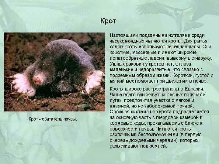 Среда обитания крота обыкновенного. Рассказ про крота. крот описание. насекомоядные животные. информация о кроте.
