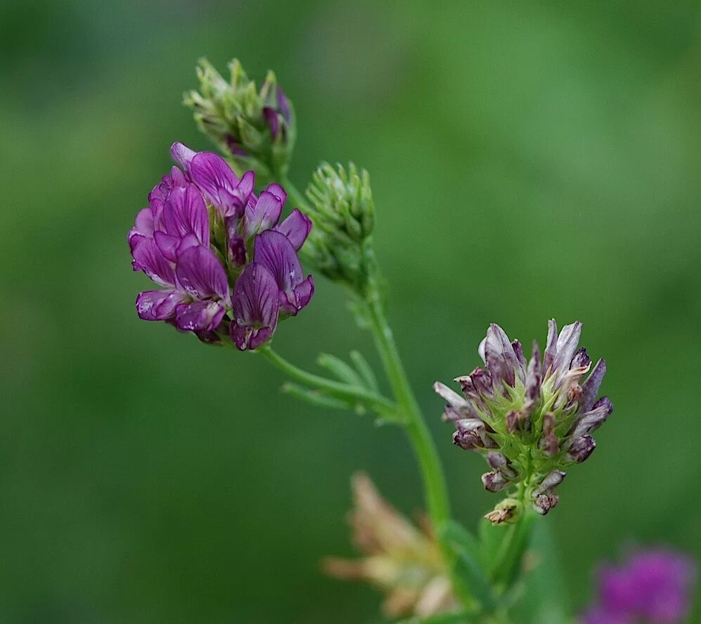 Как выглядит люцерна фото. Люцерна посевная Medicago Sativa. Люцерна синегибридная. Люцерна посевная соцветие. Люцерна посевная (Alfalfa):.