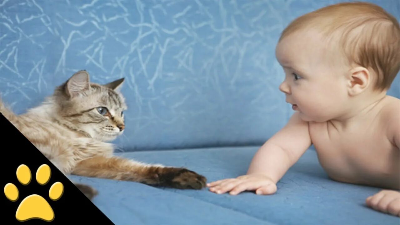 Говорящие животные видео. Кошки видео для детей. Видео для детей про кошку м.