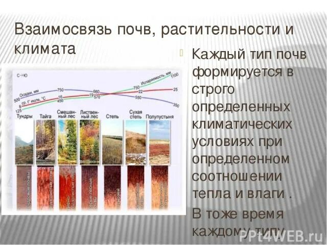 Установите соответствие между почвой и растительностью. Рисунок 56 взаимосвязь типов почв с климатом и растительностью. таблица по географии 8 класс типы почв россии. типы почв. взаимосвязь типов почв с климатом и растительностью.
