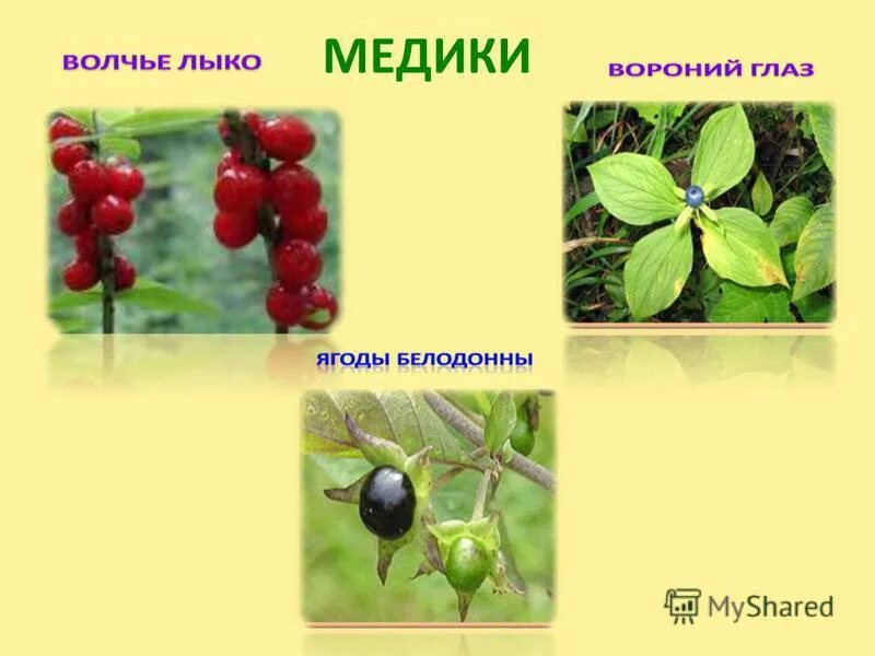 Вороний лыко. Волчье лыко и вороний глаз это ягода. ядовитые растения волчье лыко и вороний глаз. растение волчье лыко вороний глаз. волчье лыко ядовитое растение.