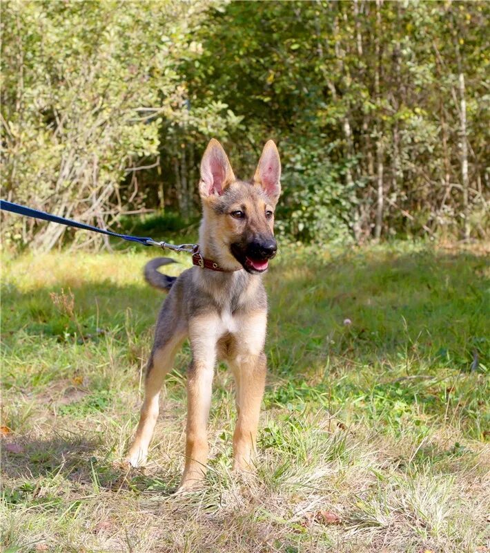 лайка 3 месяца. лайка 3 месяца. западно сибирская лайка 4 месяца. лайка маленькая 3 месяца. восточно-сибирская лайка 5 месяцев.