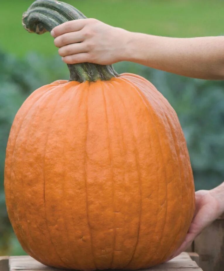 Тыква Кинг сайз. Тыква сорт Барчук ф 1. Оранжевая мускатная тыква. Jack-o-Lantern сорт тыквы. Тыквы фото и названия