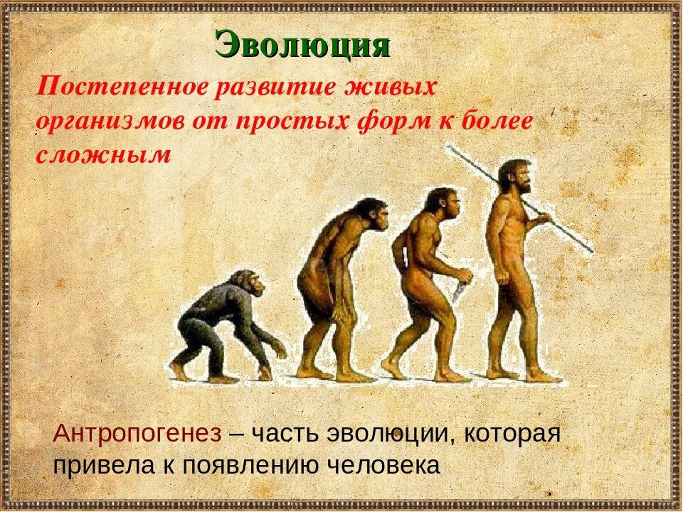 Эволюция человека. Историческое развитие человека. Происхождение человека. Ступени развития человека. Эволюция видна