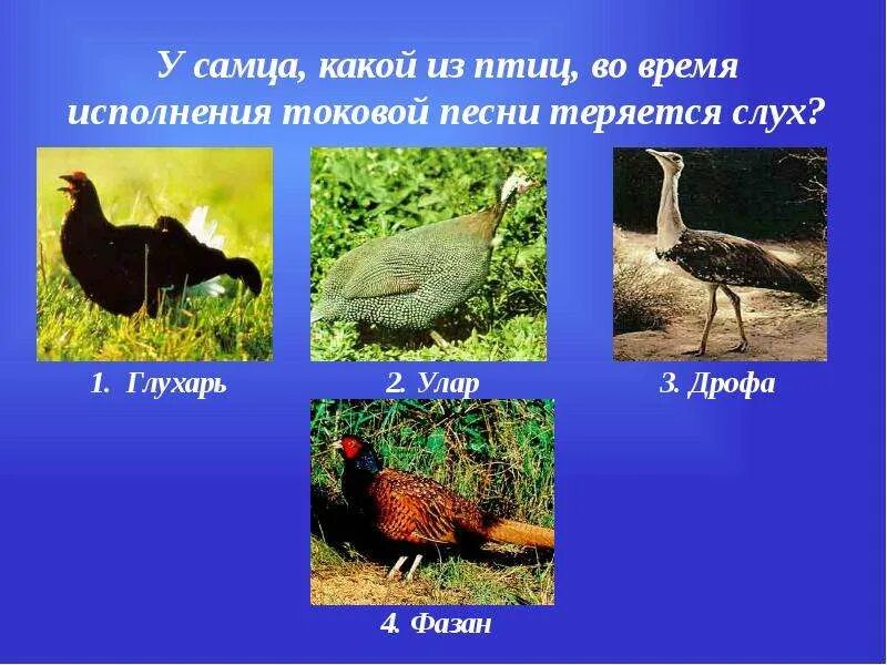Какая из перечисленных птиц не летает. Отряд дрофы представители. дрофа птица представители. дрофа и фазан. дрофа отряд птиц.