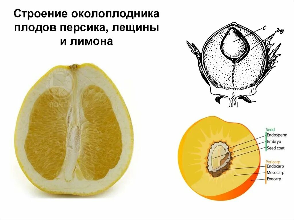 Формирование околоплодника. Строение апельсина околоплодник. Померанец строение плода. Померанец околоплодник. Эндокарпий у померанца.