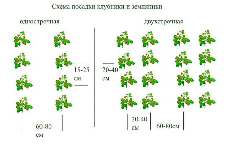 Грядка клубники схема. Схема посадки клубники в открытом грунте. Схема посадки ремонтантной клубники в открытом грунте. Схема посадки земляники в открытом грунте. Клубника схема посадки двухстрочная.