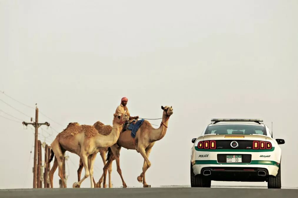 транспорт в пустыне. верблюд и автомобиль. камаз в пустыне. автомобиль верблюд. дорого пустыня верблюды.