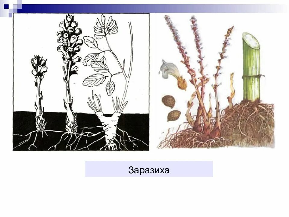 Заразиха растение паразит. Заразиха корни. Заразиха цикл. Распределите предложенные растения по группам полупаразиты паразиты