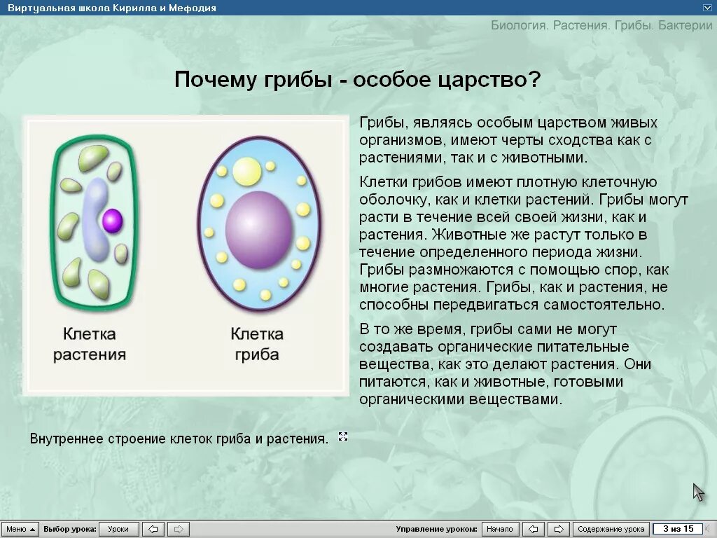 Какому царству принадлежит данная клетка. Деление клеток грибов. Клетка гриба. Деление клетки гриба. Грибная клетка царство.