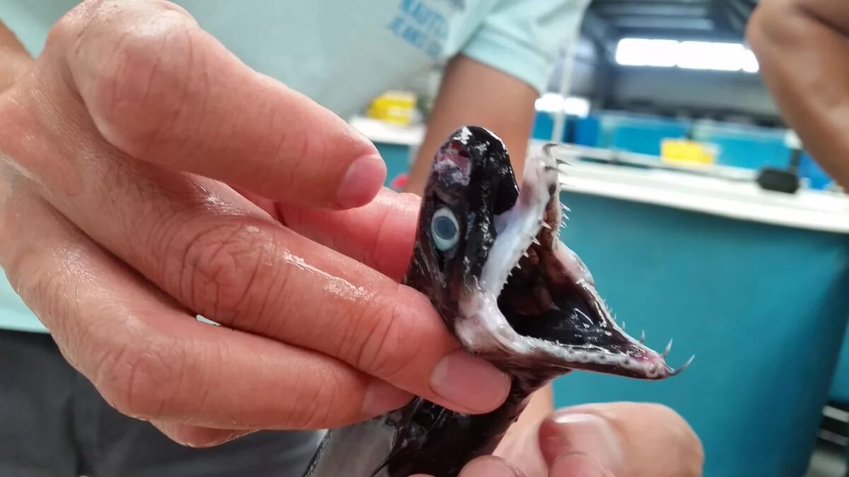 Trigonognathus kabeyai. Trigonognathus kabeyai. Trigonognathus kabeyai. Чёрная собачья акула камохары. Trigonognathus kabeyai.