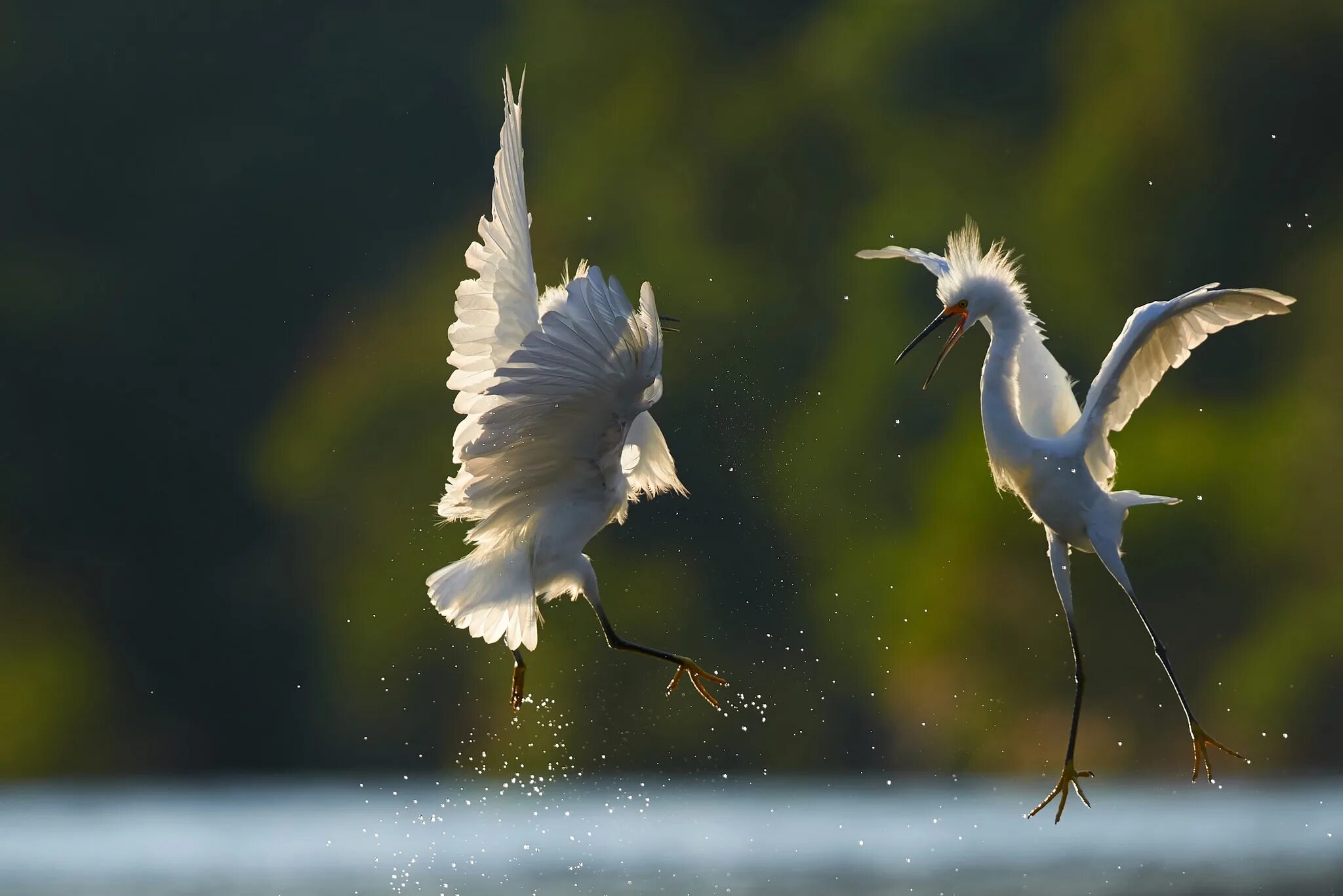 танец цапля. белый журавль стерх летящий. белый журавль. журавль-красавка брачные танцы. брачный период у птиц.