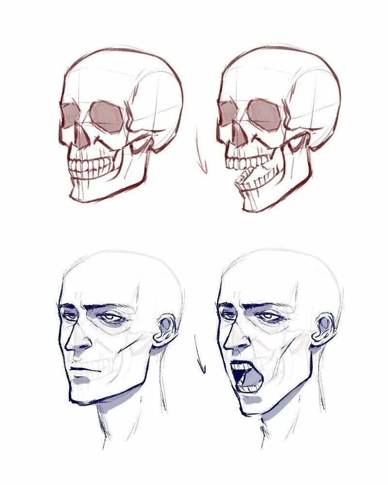 Голова вид сбоку референс. Голова снизу референс. Head reference. Анатомия лица обрубовка. Голова с боку реверенс.