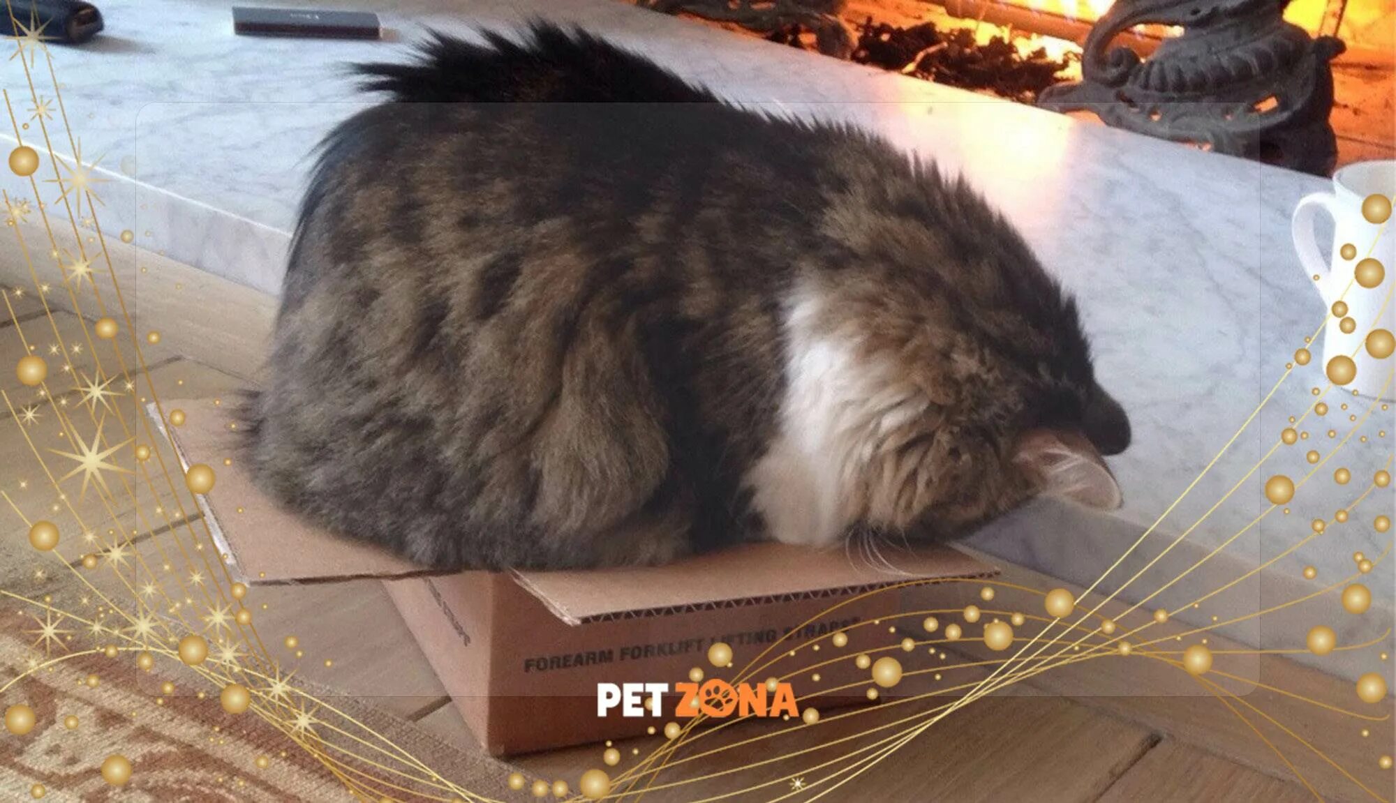 Почему коты любят сидеть
