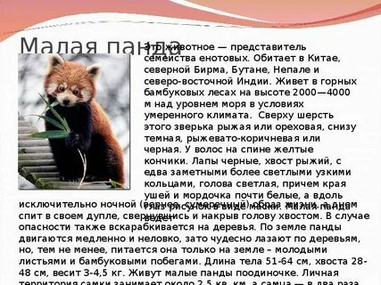 Текст про красную панду