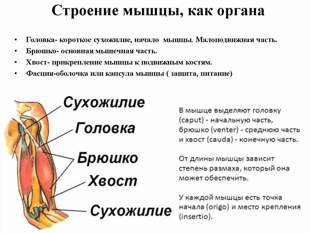 Строение мышцы брюшко сухожилие. Строение скелетной мышцы как органа. Анатомия основная часть мышцы. Мышца как орган определение и строение.