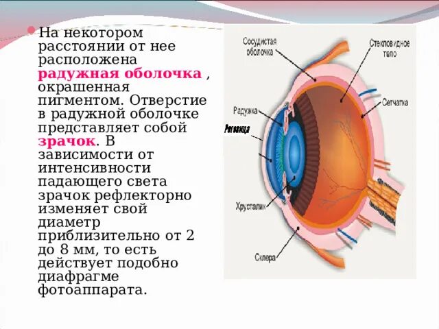 Пространство между роговицей и радужкой регулирует