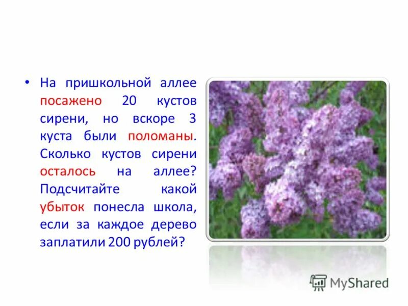 Известно что сирень. Куст сирени. Описание куста сирени. Сирень кустарник описание. Сирень из чего состоит.