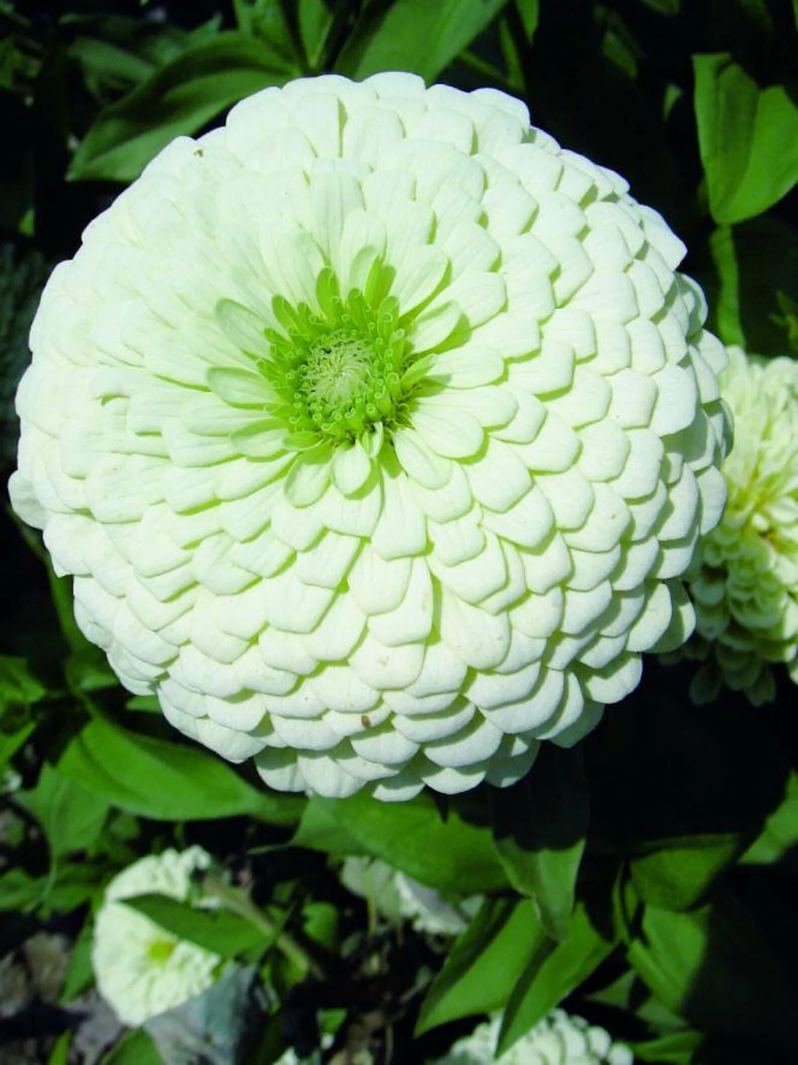 Цинния гиганты бенари лайм. Циния калифорнийский велкан. Циния калифорнийская. Цинния циннита микс. Циния лайм.