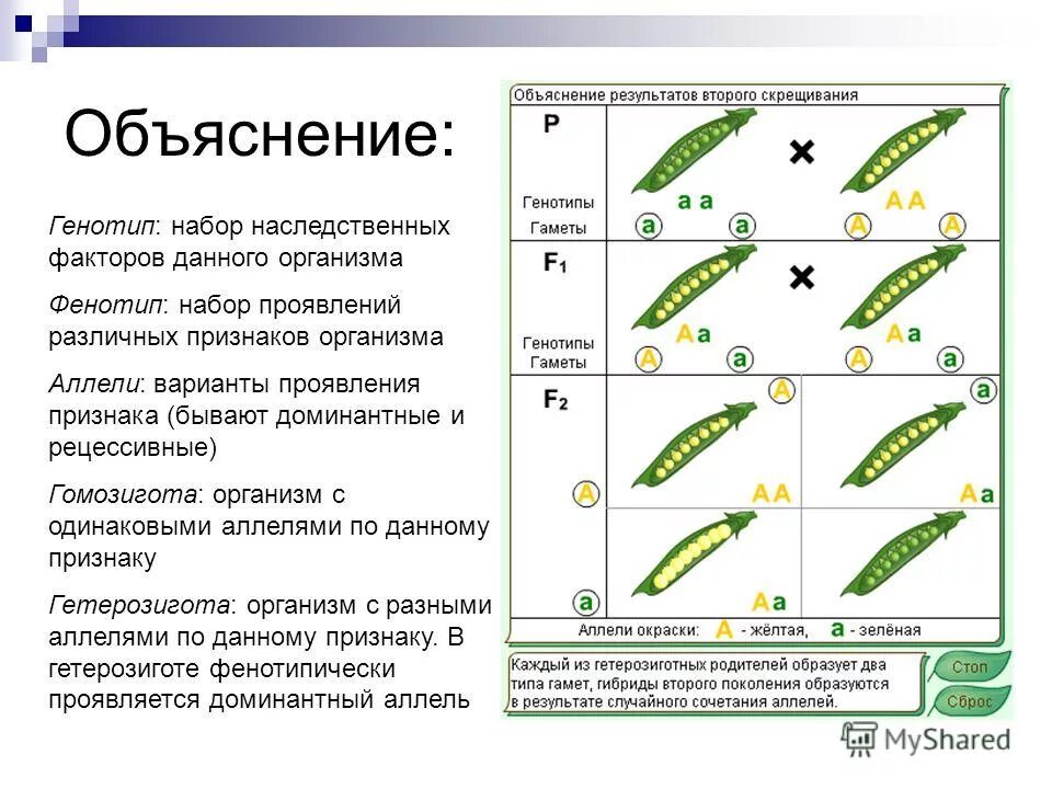 Аллель определение. Наследственные признаки фасоли. Генотип фенотип аллель. Аллель это в генетике. Генотип и фенотип аллельные гены.