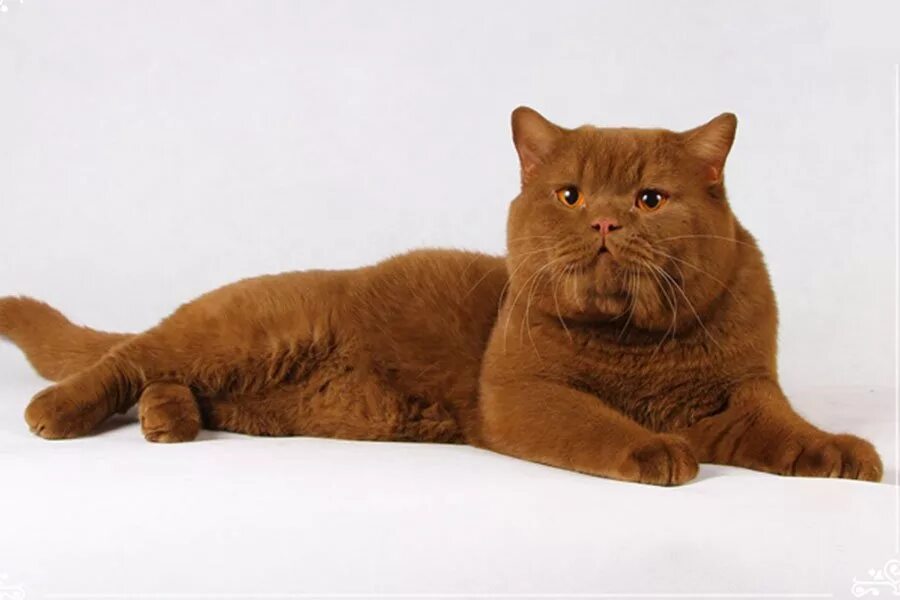 Британский кот циннамон. Котенок британец циннамон. Британская короткошёрстная кошка циннамон. Котенок британец циннамон. Британский кот циннамон.