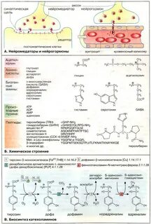 Нейромедиаторы оказывающие возбуждающие действие