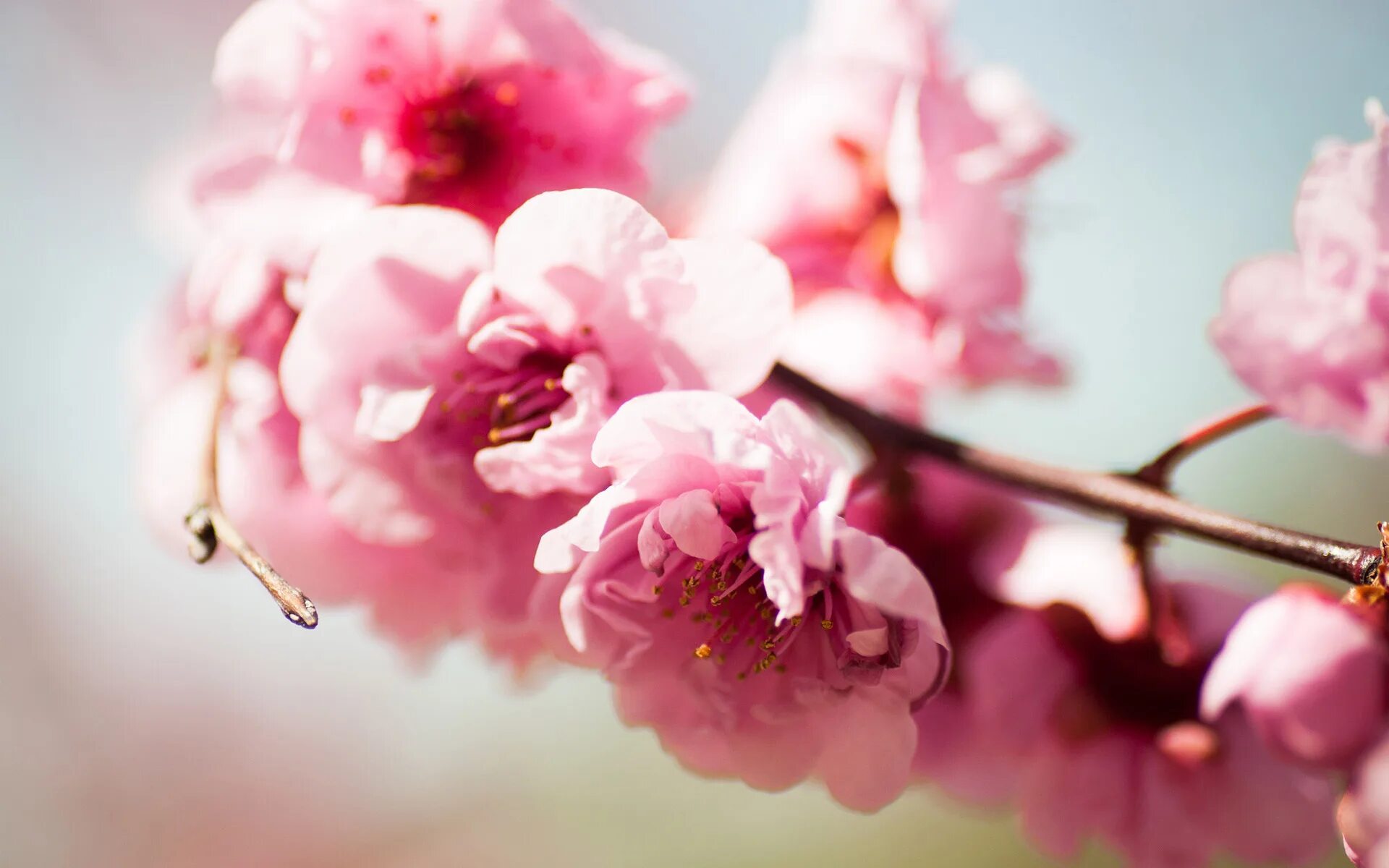 Розовые цветы. Весенние цветы. Нежные весенние цветы. Весенний фон на рабочий стол. От весны и до весны снятся розовые