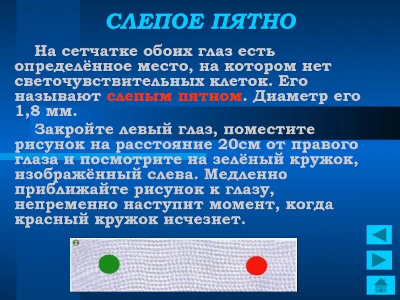 Слепое пятно функции. Слепое пятно строение. Слепое пятно глаза строение и функции. Слепое пятно глаза функции. Слепого пятна сетчатки глаза