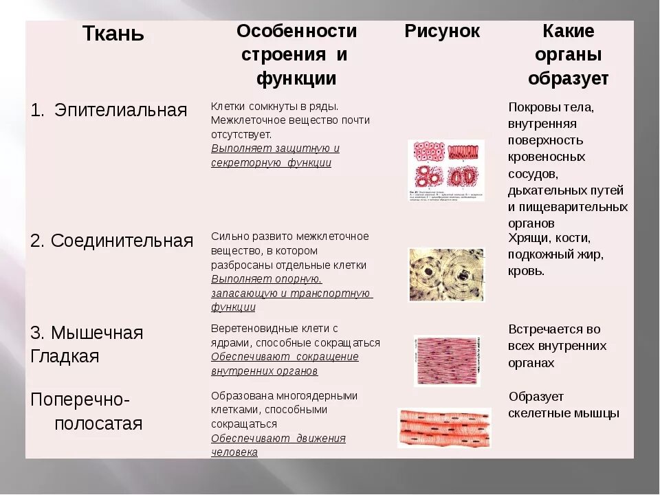 Какие функции выполняет эпителиальная ткань человека. Эпителиальная ткань особенности строения и функции. Соединительная ткань особенности строения функции типы. Соединительная ткань строение и функции и расположение в таблице. Мышечная эпителиальная соединительная ткань особенности строения.