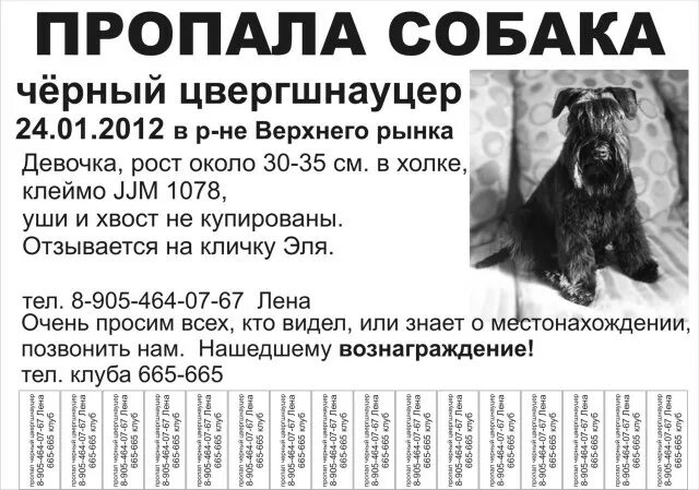 Объявление о пропаже собаки 3 класс русский. Объявление о пропаже собаки. Макет объявления о пропаже собаки. Объявление пропала собака. Объявление о пропаже щенка.